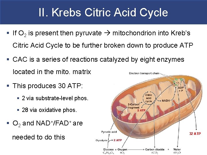 II. Krebs Citric Acid Cycle § If O 2 is present then pyruvate mitochondrion