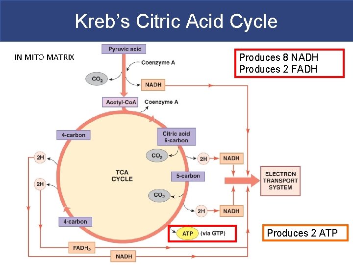 Kreb’s Citric Acid Cycle IN MITO MATRIX Produces 8 NADH Produces 2 FADH Produces