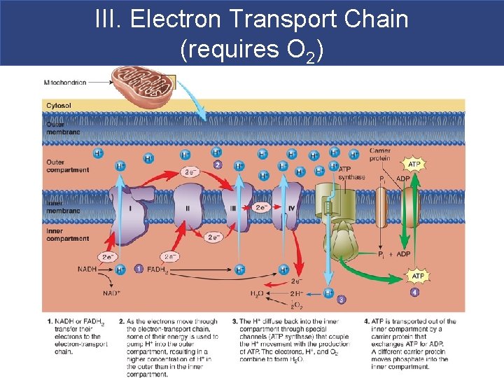 III. Electron Transport Chain (requires O 2) 