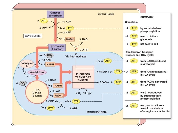 * -2 ATP 