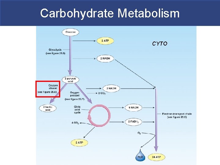 Carbohydrate Metabolism CYTO 
