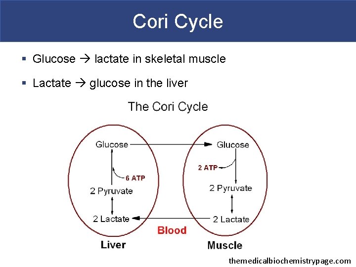 Cori Cycle § Glucose lactate in skeletal muscle § Lactate glucose in the liver