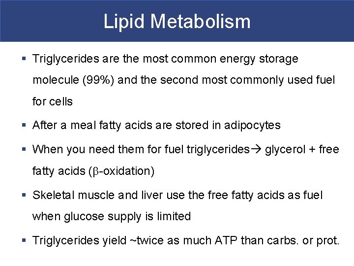 Lipid Metabolism § Triglycerides are the most common energy storage molecule (99%) and the