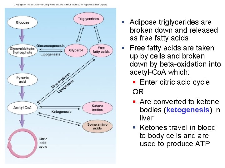 § Adipose triglycerides are broken down and released as free fatty acids § Free
