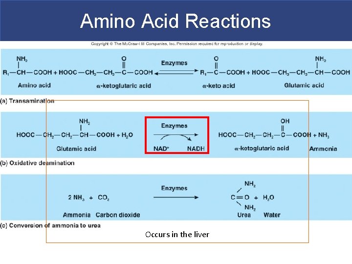 Amino Acid Reactions Occurs in the liver 