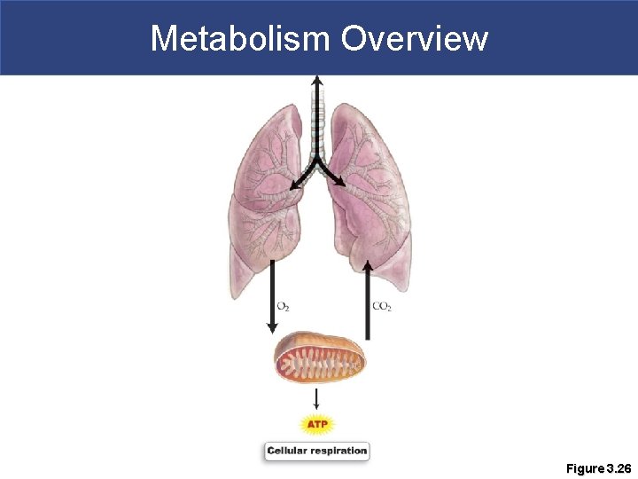 Metabolism Overview Figure 3. 26 