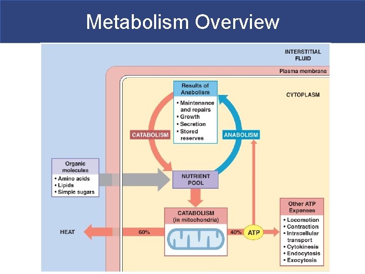 Metabolism Overview 