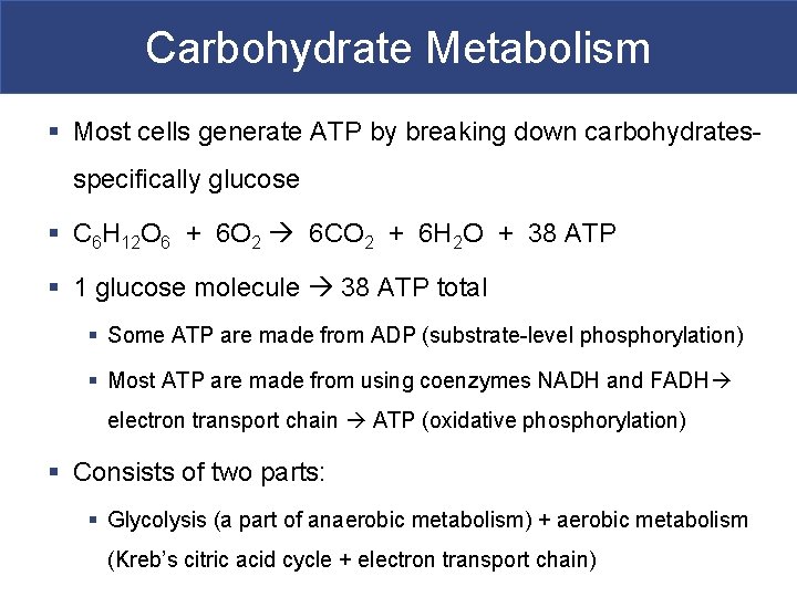 Carbohydrate Metabolism § Most cells generate ATP by breaking down carbohydratesspecifically glucose § C