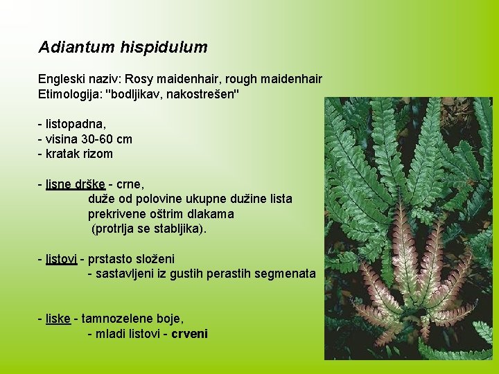 Adiantum hispidulum Engleski naziv: Rosy maidenhair, rough maidenhair Etimologija: ''bodljikav, nakostrešen'' - listopadna, -