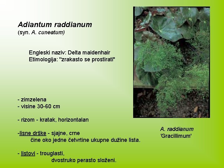 Adiantum raddianum (syn. A. cuneatum) Engleski naziv: Delta maidenhair Etimologija: ''zrakasto se prostirati'' -