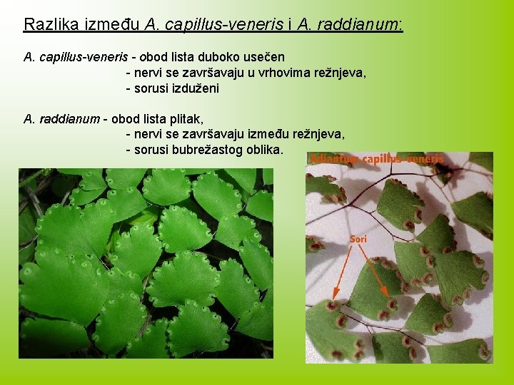 Razlika između A. capillus-veneris i A. raddianum: A. capillus-veneris - obod lista duboko usečen