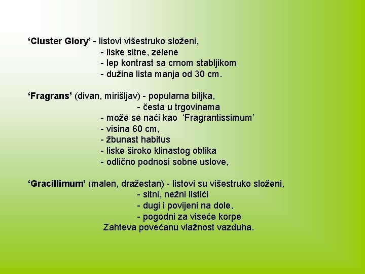 ‘Cluster Glory’ - listovi višestruko složeni, - liske sitne, zelene - lep kontrast sa