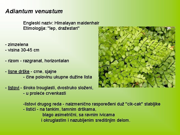 Adiantum venustum Engleski naziv: Himalayan maidenhair Etimologija: ''lep, dražestan'' - zimzelena - visina 30