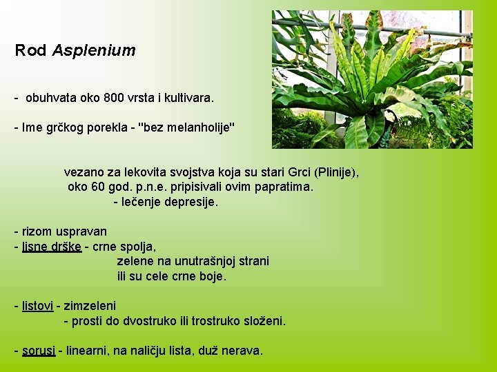 Rod Asplenium - obuhvata oko 800 vrsta i kultivara. - Ime grčkog porekla -