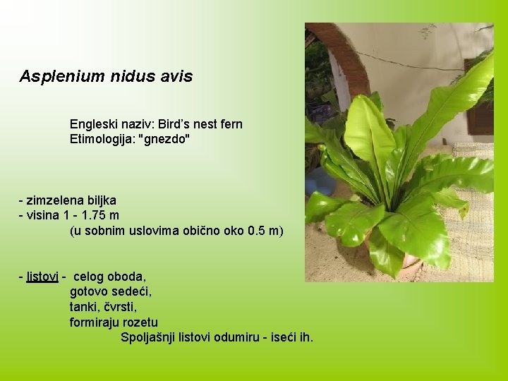 Asplenium nidus avis Engleski naziv: Bird’s nest fern Etimologija: ''gnezdo'' - zimzelena biljka -