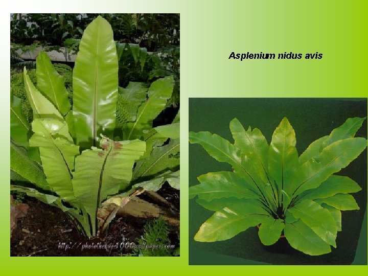 Asplenium nidus avis 