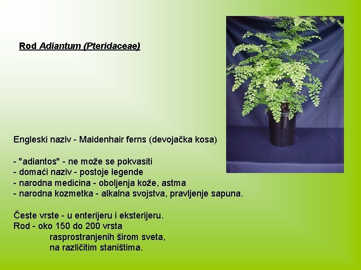 Rod Adiantum (Pteridaceae) Engleski naziv - Maidenhair ferns (devojačka kosa) - ''adiantos'' - ne