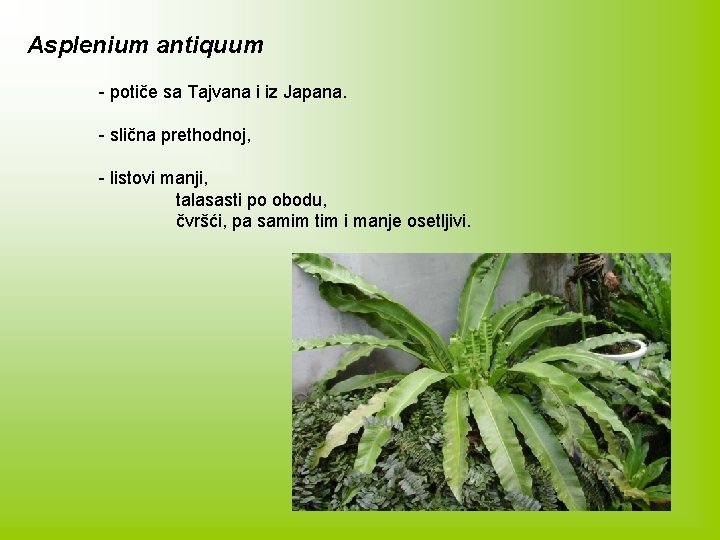 Asplenium antiquum - potiče sa Tajvana i iz Japana. - slična prethodnoj, - listovi