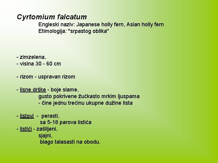 Cyrtomium falcatum Engleski naziv: Japanese holly fern, Asian holly fern Etimologija: ''srpastog oblika'' -