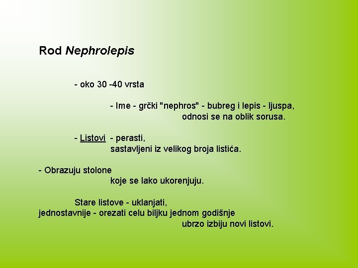 Rod Nephrolepis - oko 30 -40 vrsta - Ime - grčki ''nephros'' - bubreg