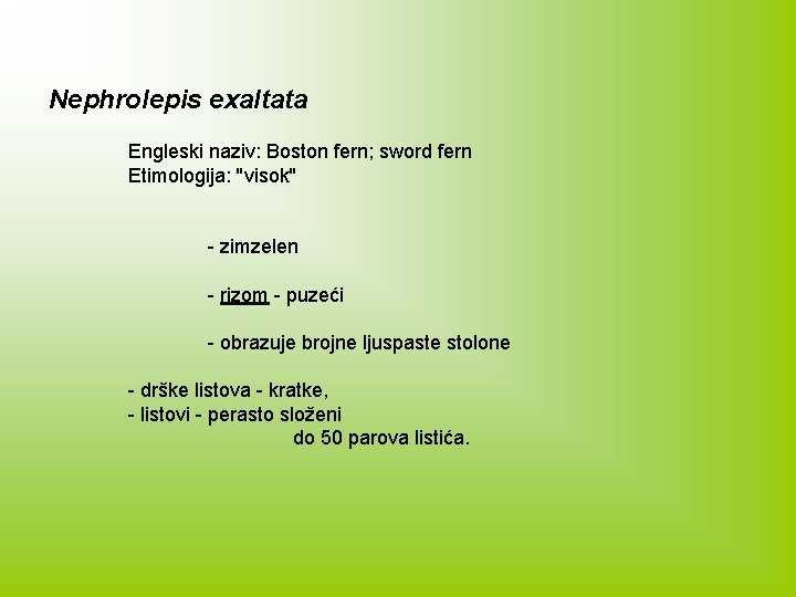 Nephrolepis exaltata Engleski naziv: Boston fern; sword fern Etimologija: ''visok'' - zimzelen - rizom