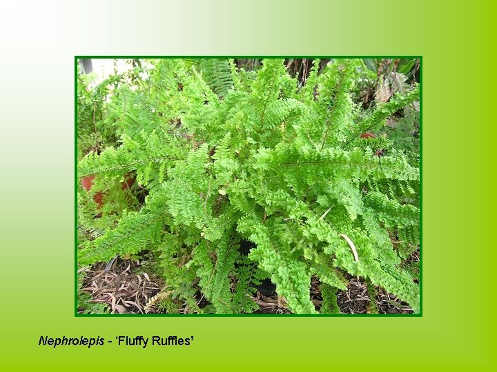 Nephrolepis - ‘Fluffy Ruffles’ 