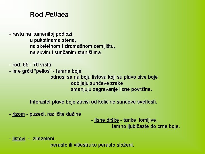 Rod Pellaea - rastu na kamenitoj podlozi, u pukotinama stena, na skeletnom i siromašnom