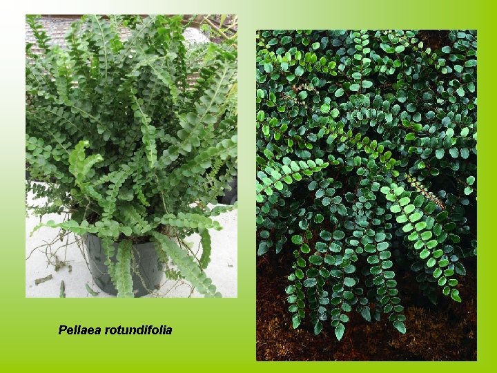 Pellaea rotundifolia 