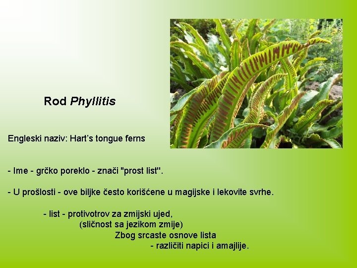 Rod Phyllitis Engleski naziv: Hart’s tongue ferns - Ime - grčko poreklo - znači