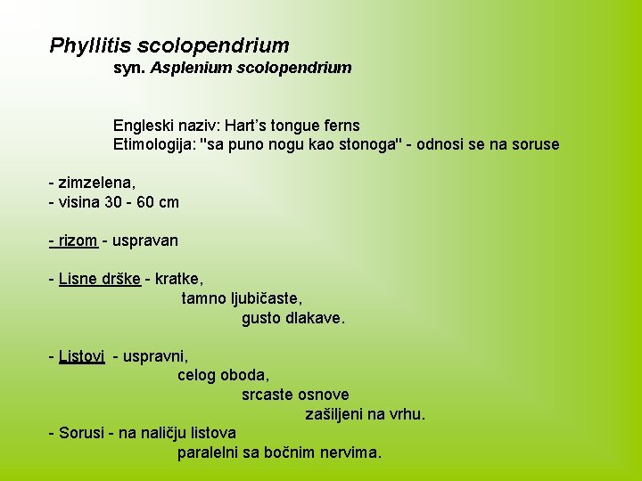 Phyllitis scolopendrium syn. Asplenium scolopendrium Engleski naziv: Hart’s tongue ferns Etimologija: ''sa puno nogu