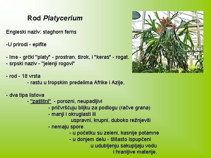 Rod Platycerium Engleski naziv: staghorn ferns -U prirodi - epifite - Ime - grčki
