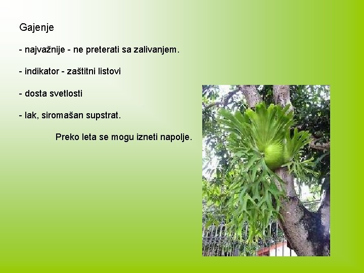 Gajenje - najvažnije - ne preterati sa zalivanjem. - indikator - zaštitni listovi -