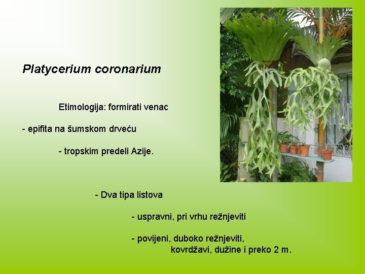 Platycerium coronarium Etimologija: formirati venac - epifita na šumskom drveću - tropskim predeli Azije.