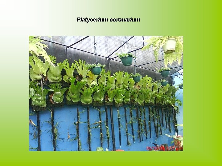 Platycerium coronarium 