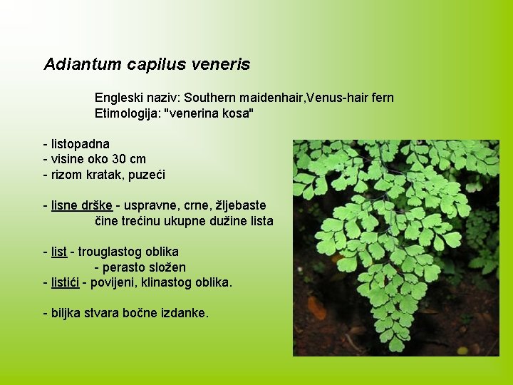 Adiantum capilus veneris Engleski naziv: Southern maidenhair, Venus-hair fern Etimologija: ''venerina kosa'' - listopadna