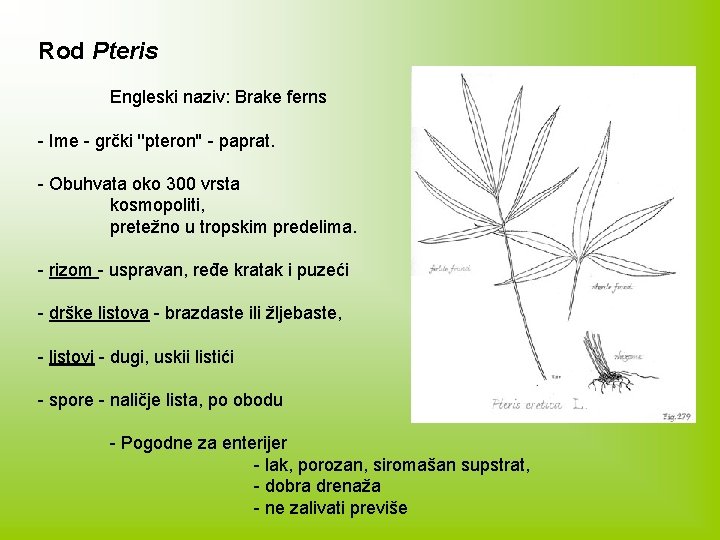 Rod Pteris Engleski naziv: Brake ferns - Ime - grčki ''pteron'' - paprat. -