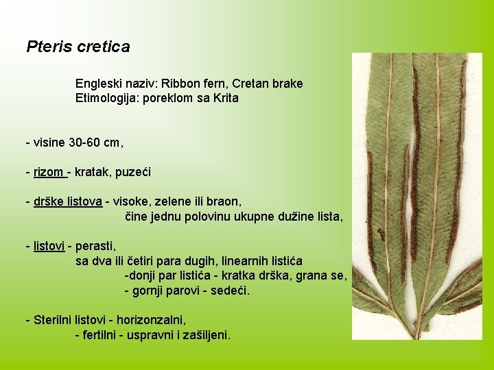 Pteris cretica Engleski naziv: Ribbon fern, Cretan brake Etimologija: poreklom sa Krita - visine