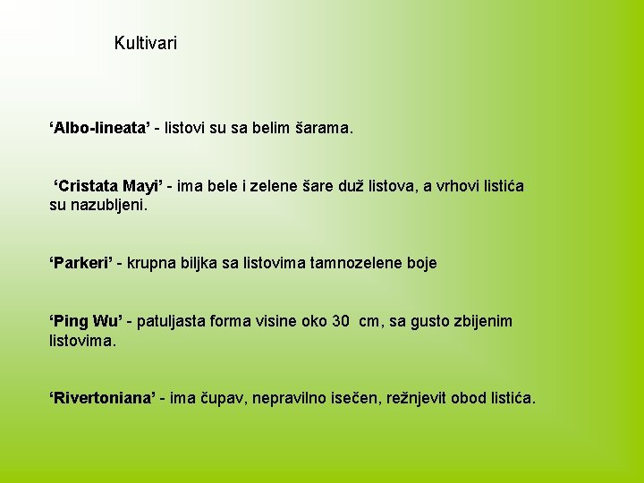 Kultivari ‘Albo-lineata’ - listovi su sa belim šarama. ‘Cristata Mayi’ - ima bele i