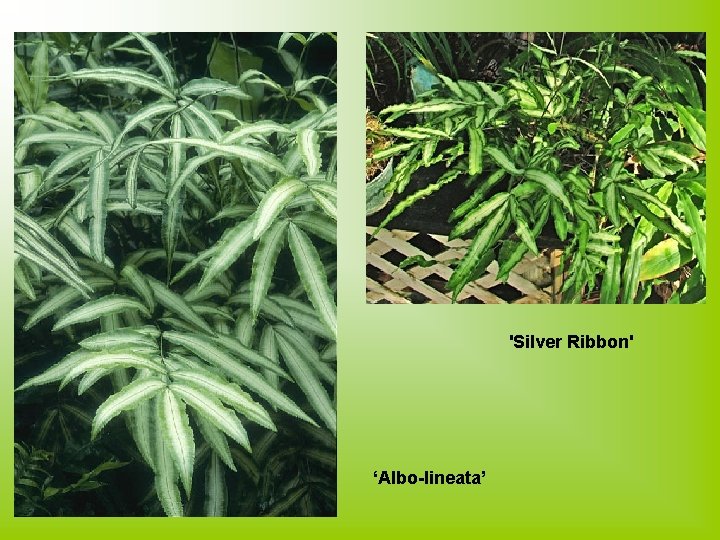 'Silver Ribbon' ‘Albo-lineata’ 