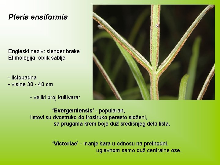 Pteris ensiformis Engleski naziv: slender brake Etimologija: oblik sablje - listopadna - visine 30