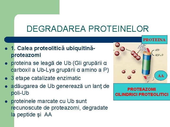 DEGRADAREA PROTEINELOR PROTEINA l l l 1. Calea proteolitică ubiquitinăproteazomi proteina se leagă de