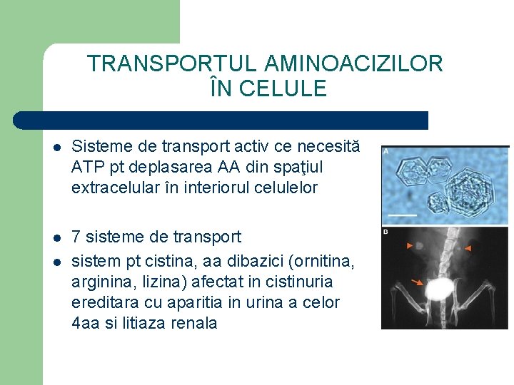 TRANSPORTUL AMINOACIZILOR ÎN CELULE l Sisteme de transport activ ce necesită ATP pt deplasarea