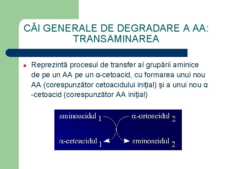 CĂI GENERALE DE DEGRADARE A AA: TRANSAMINAREA ¨ Reprezintă procesul de transfer al grupării
