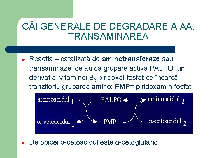 CĂI GENERALE DE DEGRADARE A AA: TRANSAMINAREA ¨ Reacţia – catalizată de aminotransferaze sau