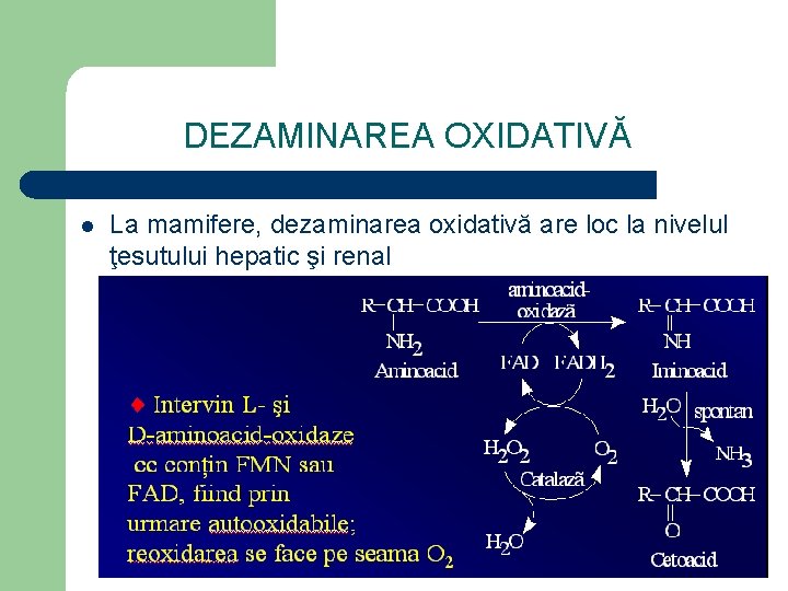 DEZAMINAREA OXIDATIVĂ l La mamifere, dezaminarea oxidativă are loc la nivelul ţesutului hepatic şi