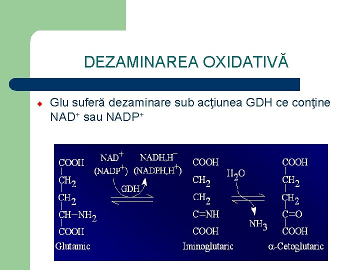 DEZAMINAREA OXIDATIVĂ ¨ Glu suferă dezaminare sub acţiunea GDH ce conţine NAD+ sau NADP+