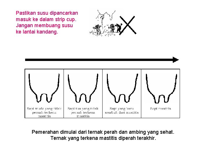 Pastikan susu dipancarkan masuk ke dalam strip cup. Jangan membuang susu ke lantai kandang.