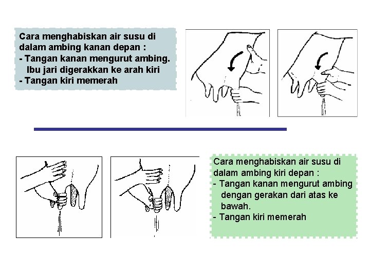 Cara menghabiskan air susu di dalam ambing kanan depan : - Tangan kanan mengurut