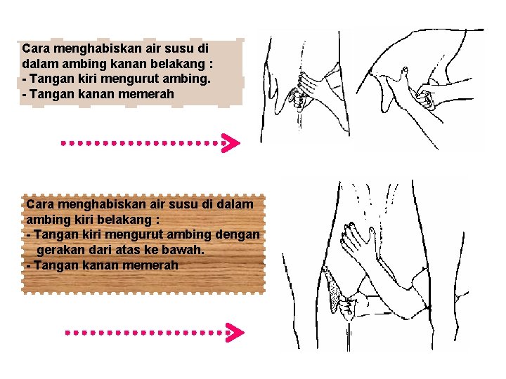 Cara menghabiskan air susu di dalam ambing kanan belakang : - Tangan kiri mengurut