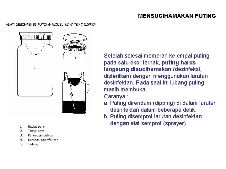 MENSUCIHAMAKAN PUTING Setelah selesai memerah ke empat puting pada satu ekor ternak, puting harus